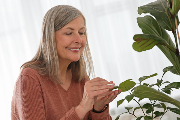 senior-woman-wiping-leaves-beautiful-green-houseplant senior-woman-wiping-leaves-beautiful-green-houseplant